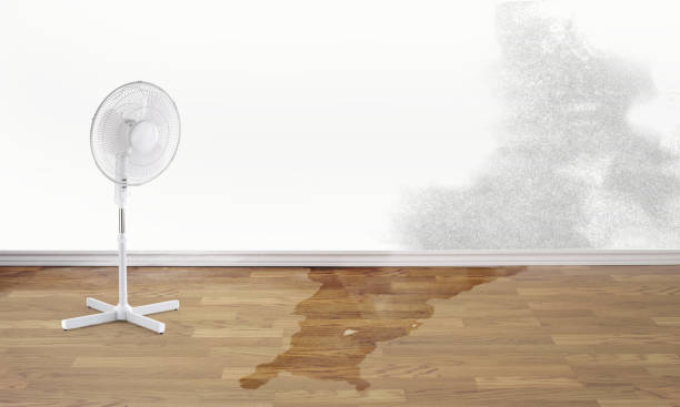 Best Local water damage restoration  in Lookout Mountain, TN